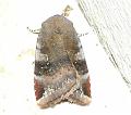 noctua janthe